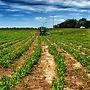 Stoney Brook Farms Inc.