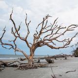 Driftwood Beach