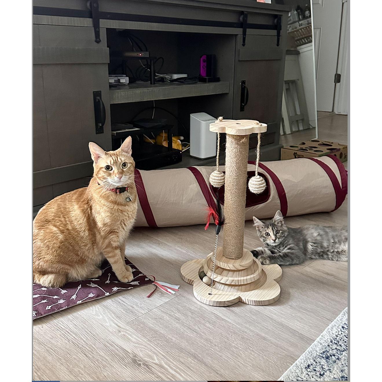 Our cats, Alani and Brie