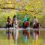 Dillard House Stables