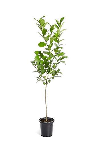 Improved Meyer Lemon Tree- Dwarf Fruit Trees - Indoor/Outdoor Live Potted Citrus Tree - Cannot Ship to FL, CA, TX, LA or AZ (2-3 ft.)