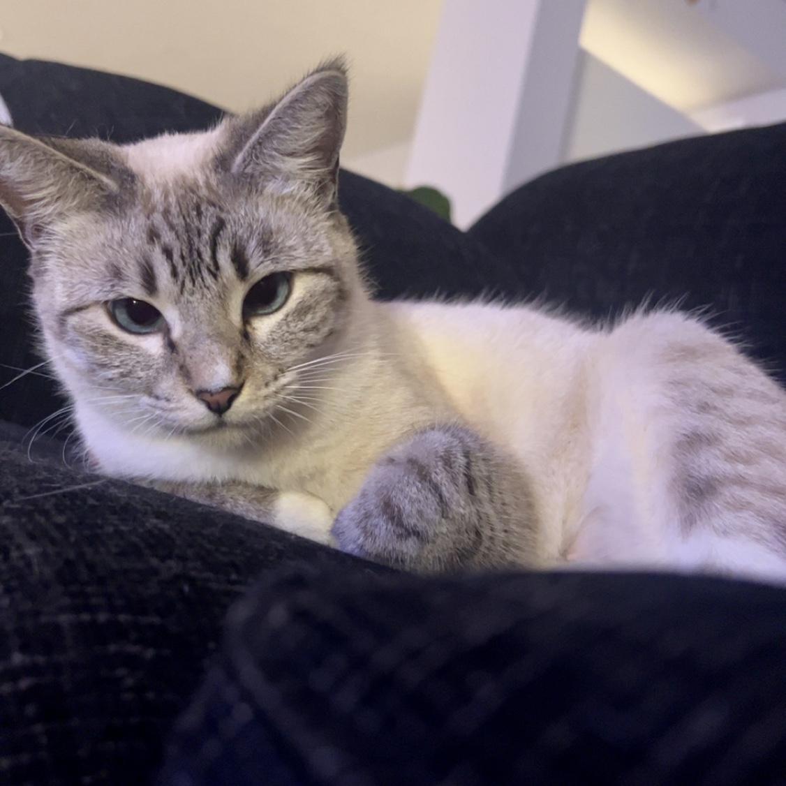 December 2024 - We adopted Kiwi, our second sweet siamese kitty! We are also obsessed with her :)