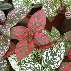 Polka Dot Plant