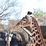 Houston Zoo