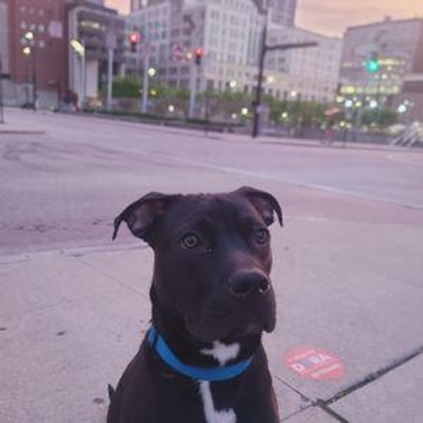 Save the Animals Donation Fund