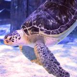 Mystic Aquarium