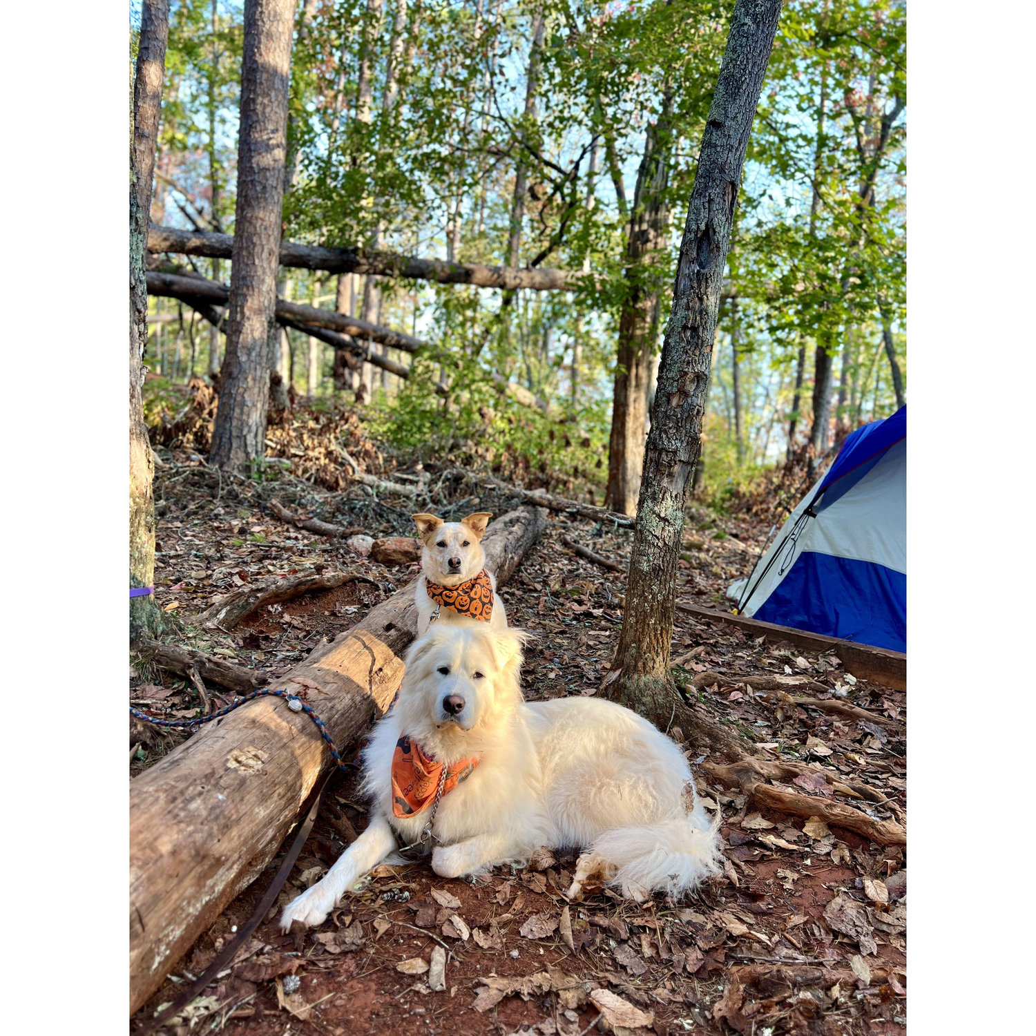 Rocko and Frankie on their first camping trip!