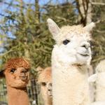Lilymoore Alpaca Farm