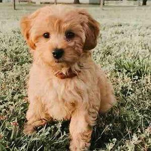 Our New Puppy