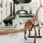 The Field Museum