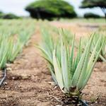 Aruba Aloe Factory Museum and Store Tour