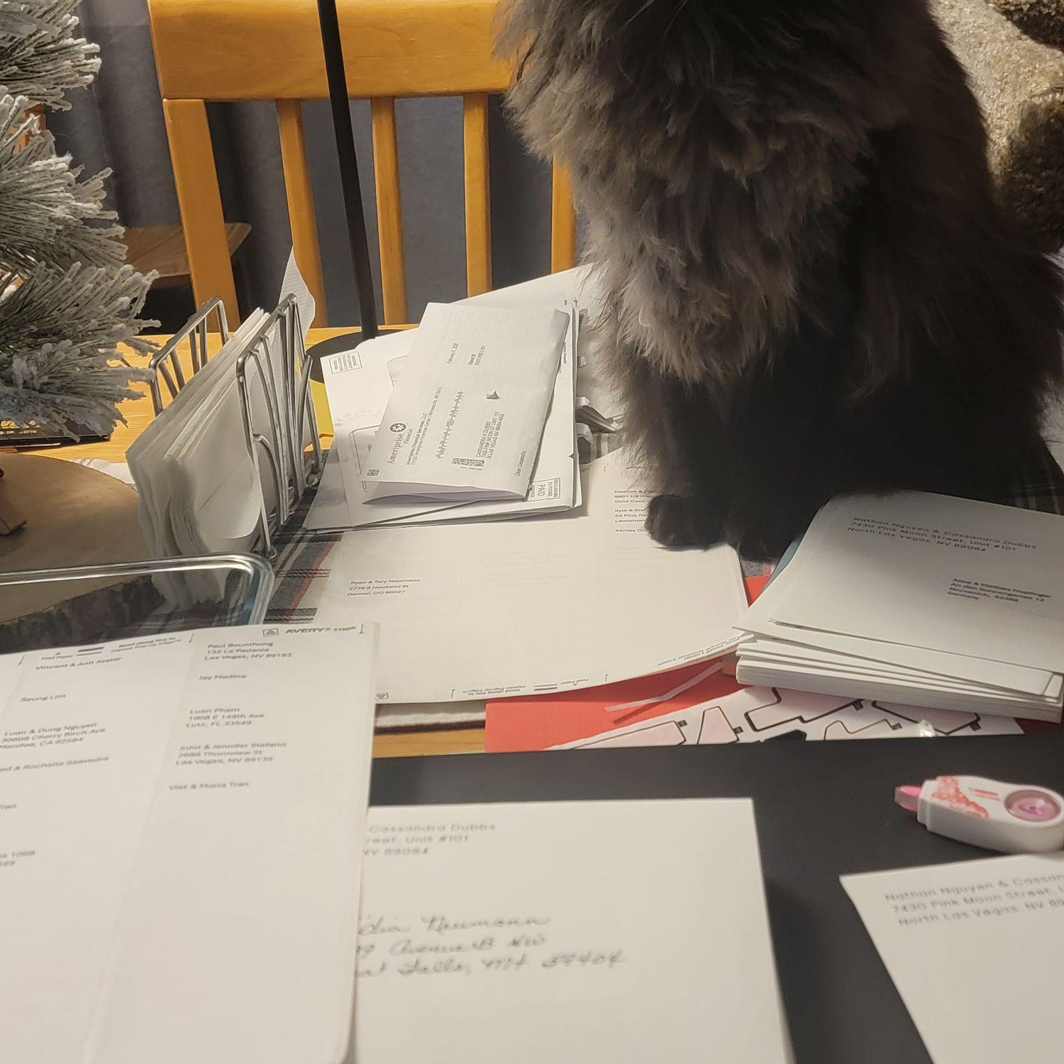 Binx helping with the invites