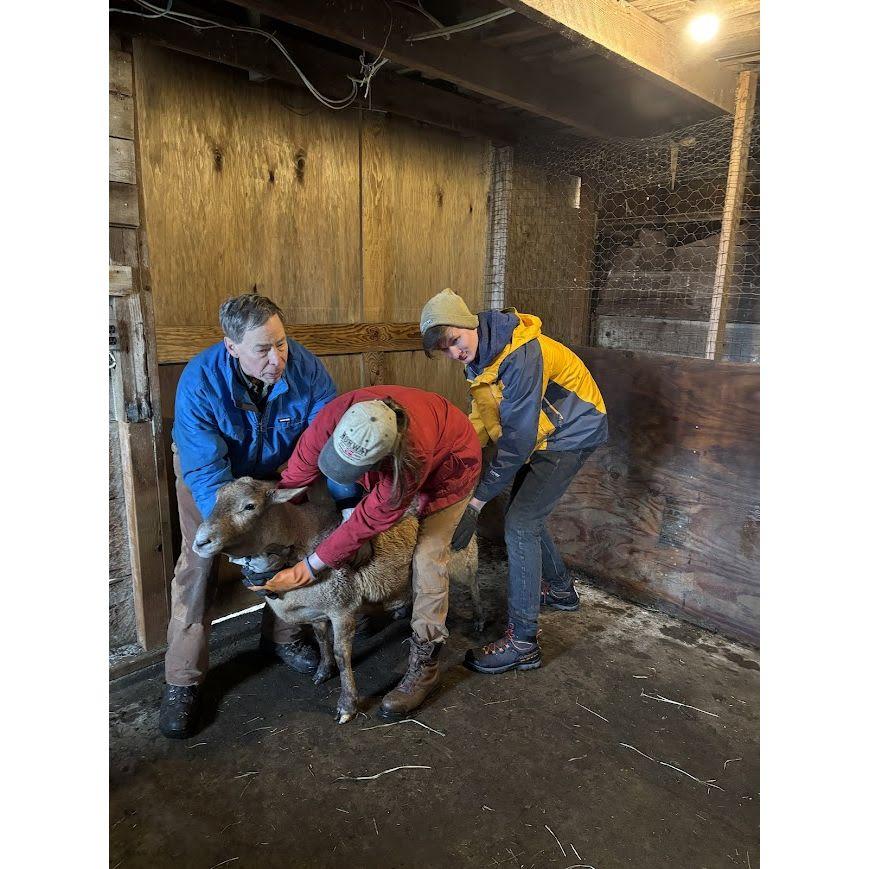 Desperately trying to remember whether we're supposed to be worming or deworming this sheep.