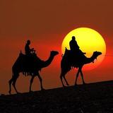 Sunset Camel Ride