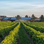 Wine Tasting at Newport Vineyards