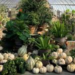 The Farmer's Daughter