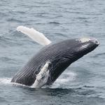 Newburyport Whale Watch