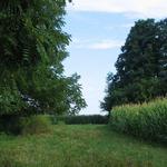 Institute Woods