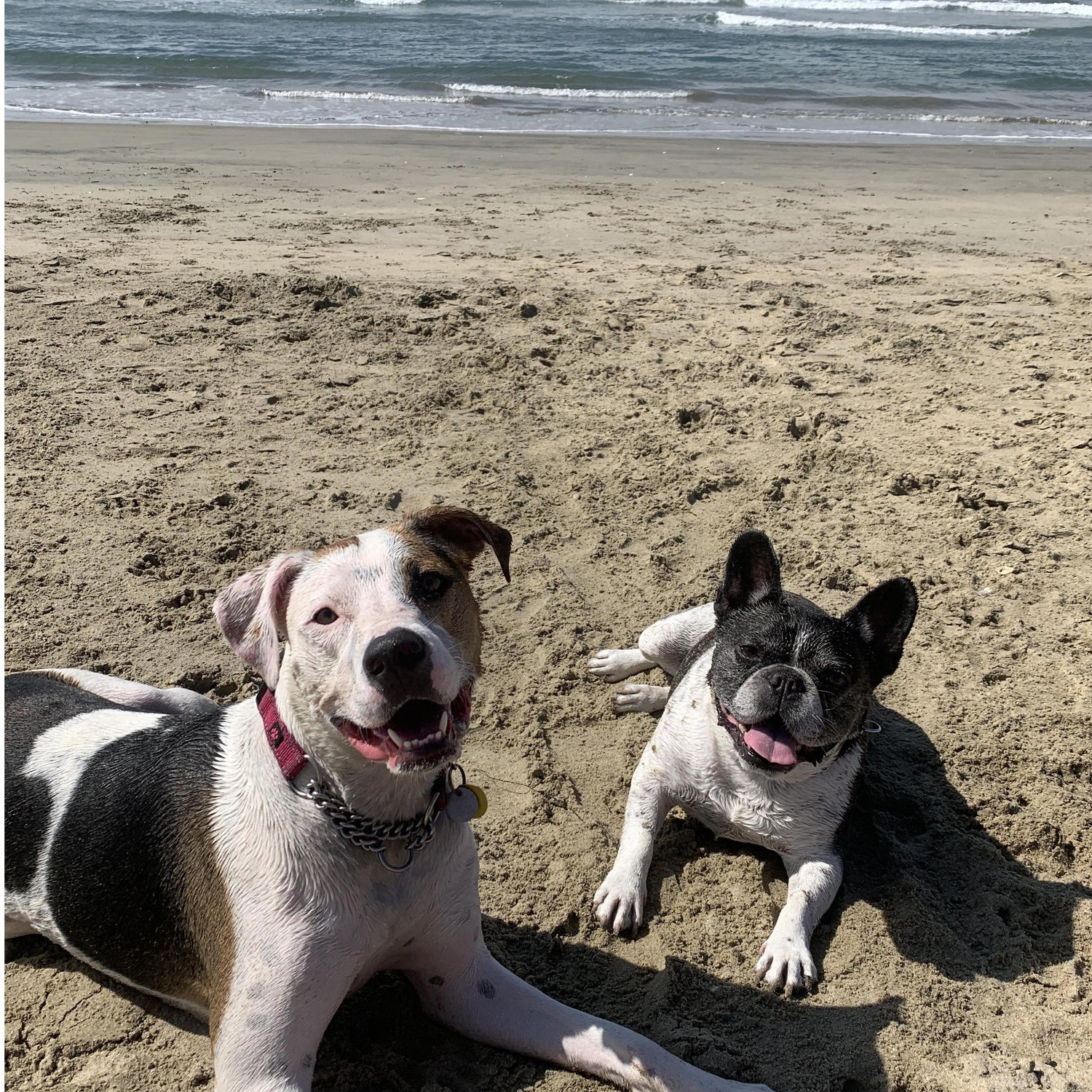 To say our life is better with these two is an absolute understatement. Bentley and Lilly are going to be siblings! We lost Bentley in January but he will forever be in our family and hearts!