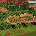 Dole Plantation