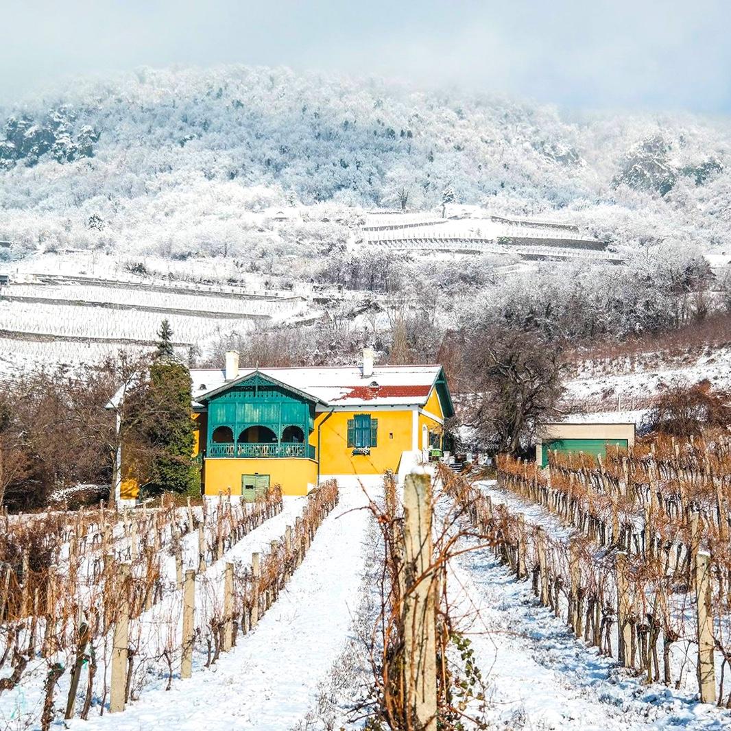 Lake Balaton—Badacsony vineyard