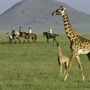 Horseback Riding in Tanzania / Cabalgata en Tanzania