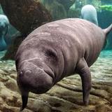 Manatee Park