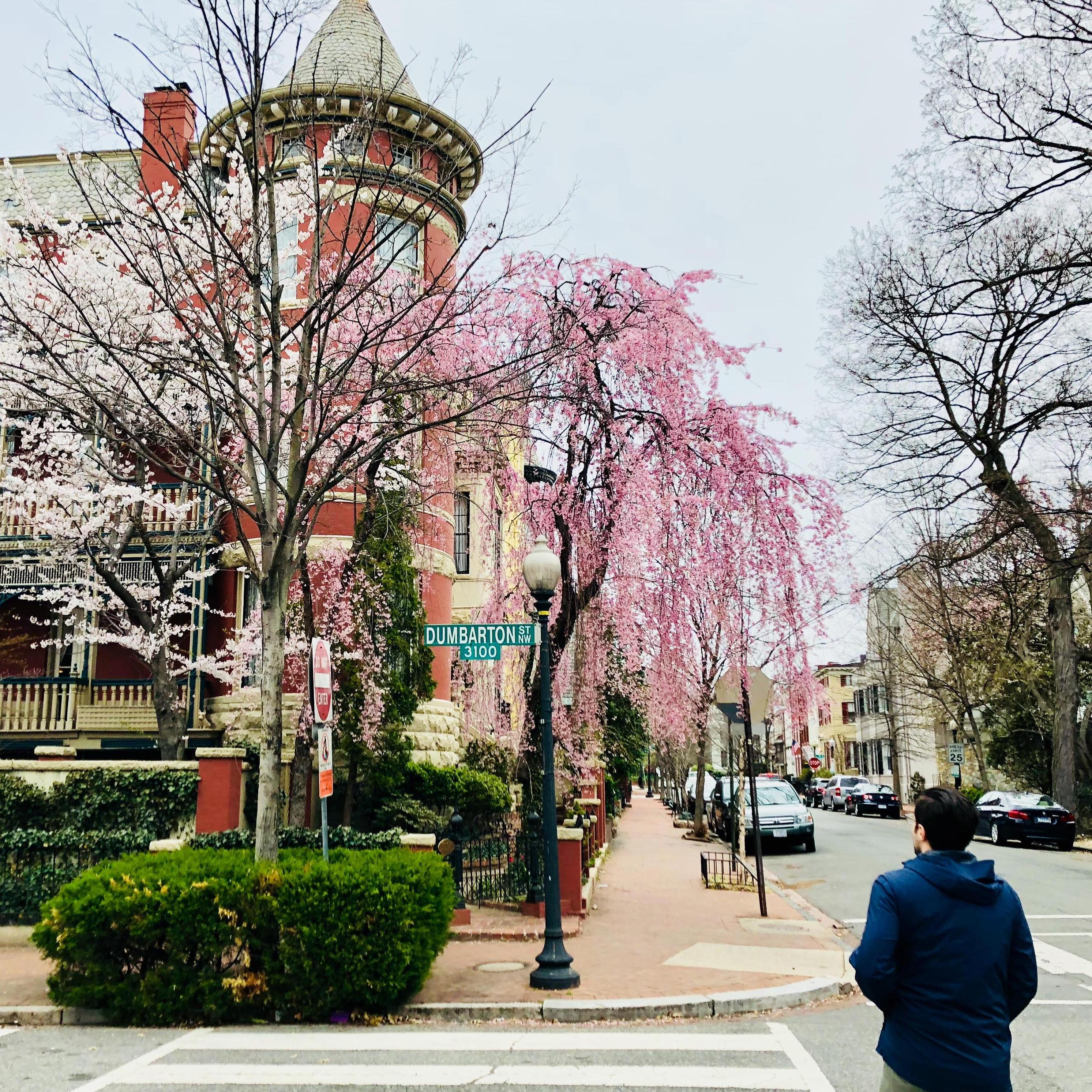 If there's a city more beautiful than DC, we haven't found it.
