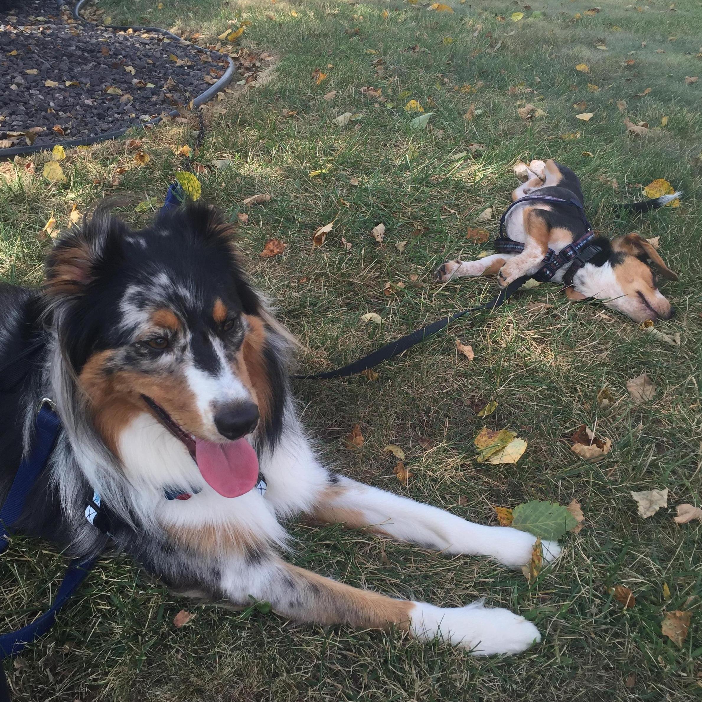 August 2016 - Astro meets his soulmate Willabee (Celine's dog from college) and it is love at first sight.