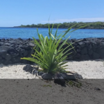 Pu'uhonua O Honaunau National Historical Park