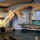 Nantucket Whaling Museum