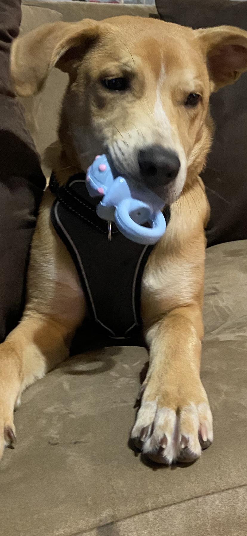 Our Fur baby - Roger Washington 🐶