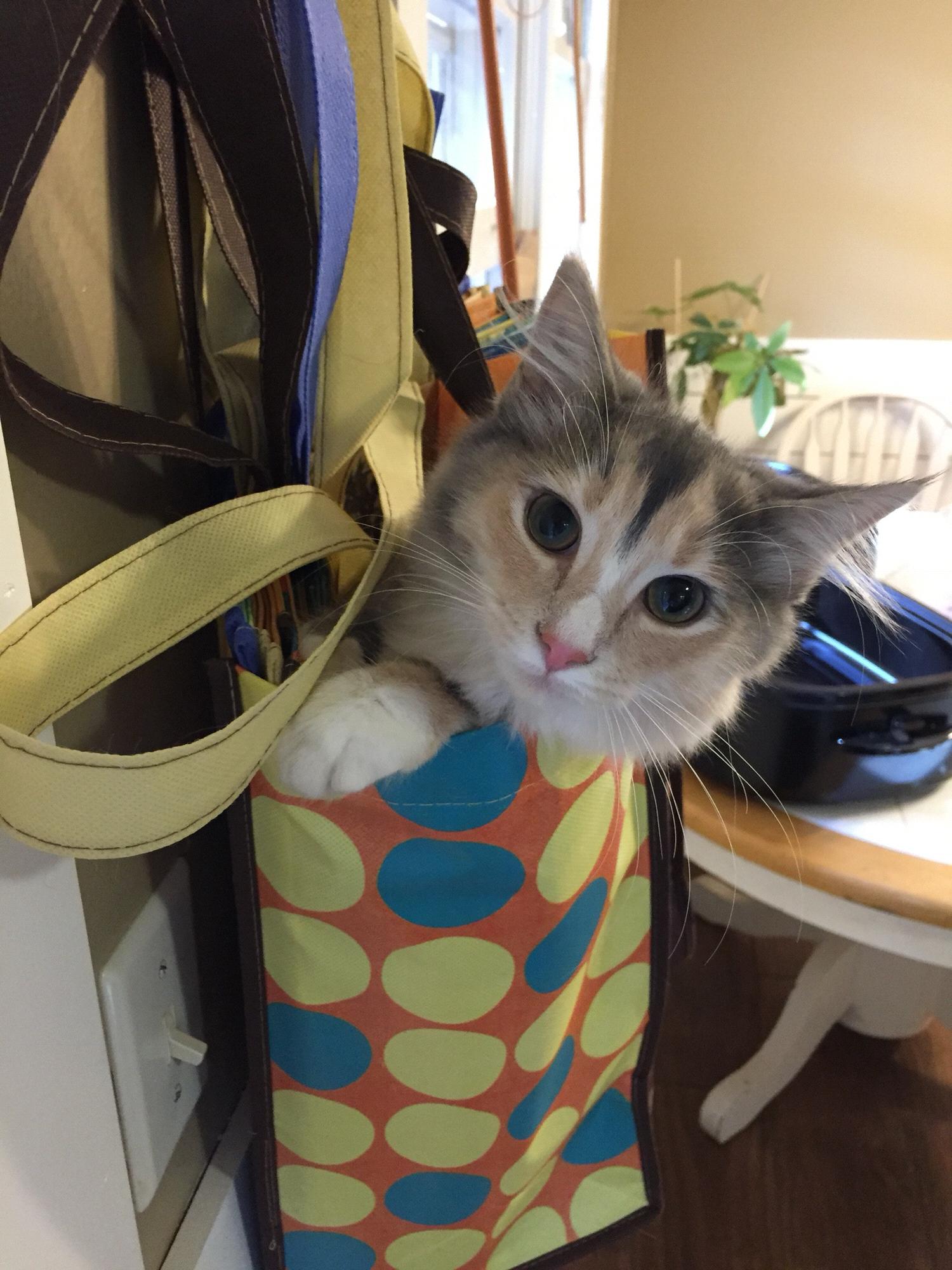 It’s a cat..in a bag..on the wall.