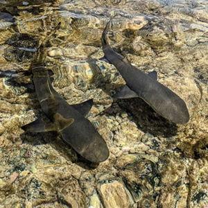 Cape Verde Shark Bay Experience