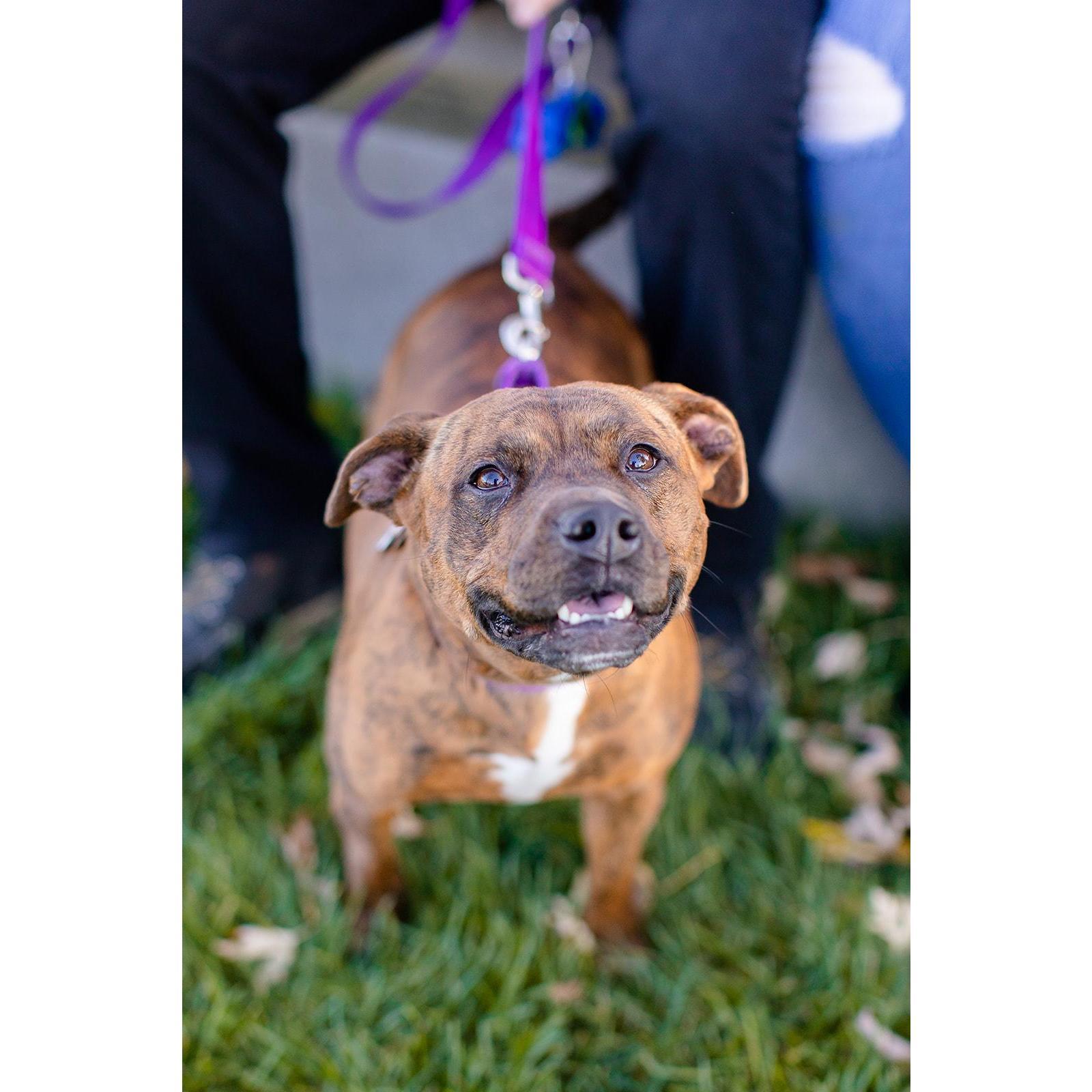 Our sweet Sophie girl. Taken during our engagement session by Natalie Kunkel Photography