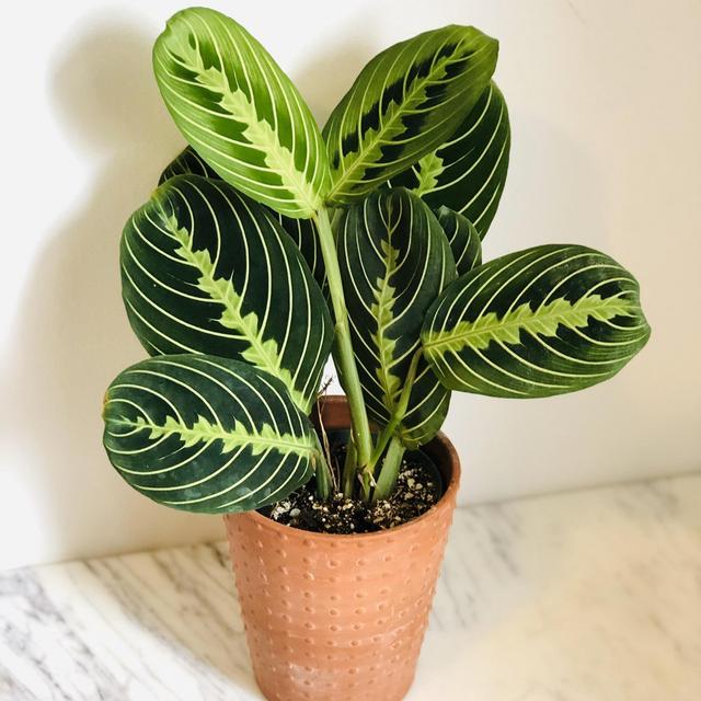 Lemon Lime Prayer Plant - Maranta Leuconeura- Rare Variety - Tropical Plant