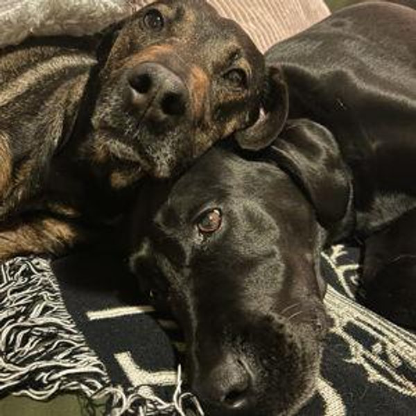 Pet Hotel For Our Wedding and Honeymoon!