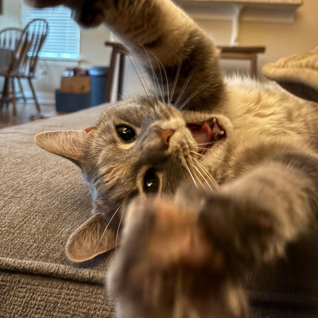 Cat Toys