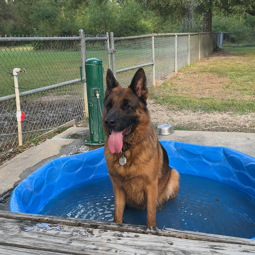 Atlas in his park pool