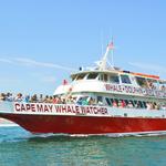 Cape May Whale Watcher