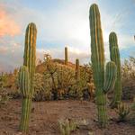 Desert Botanical Garden