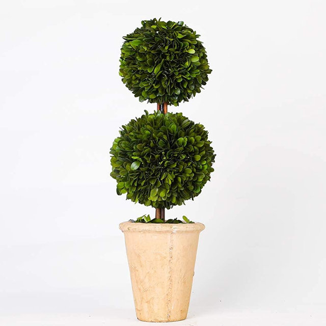 Preserved Boxwood Two Sphere Topiary Home Plant Potted in a Mossy Stone Planter, Indoor use only(20 inch Tall)