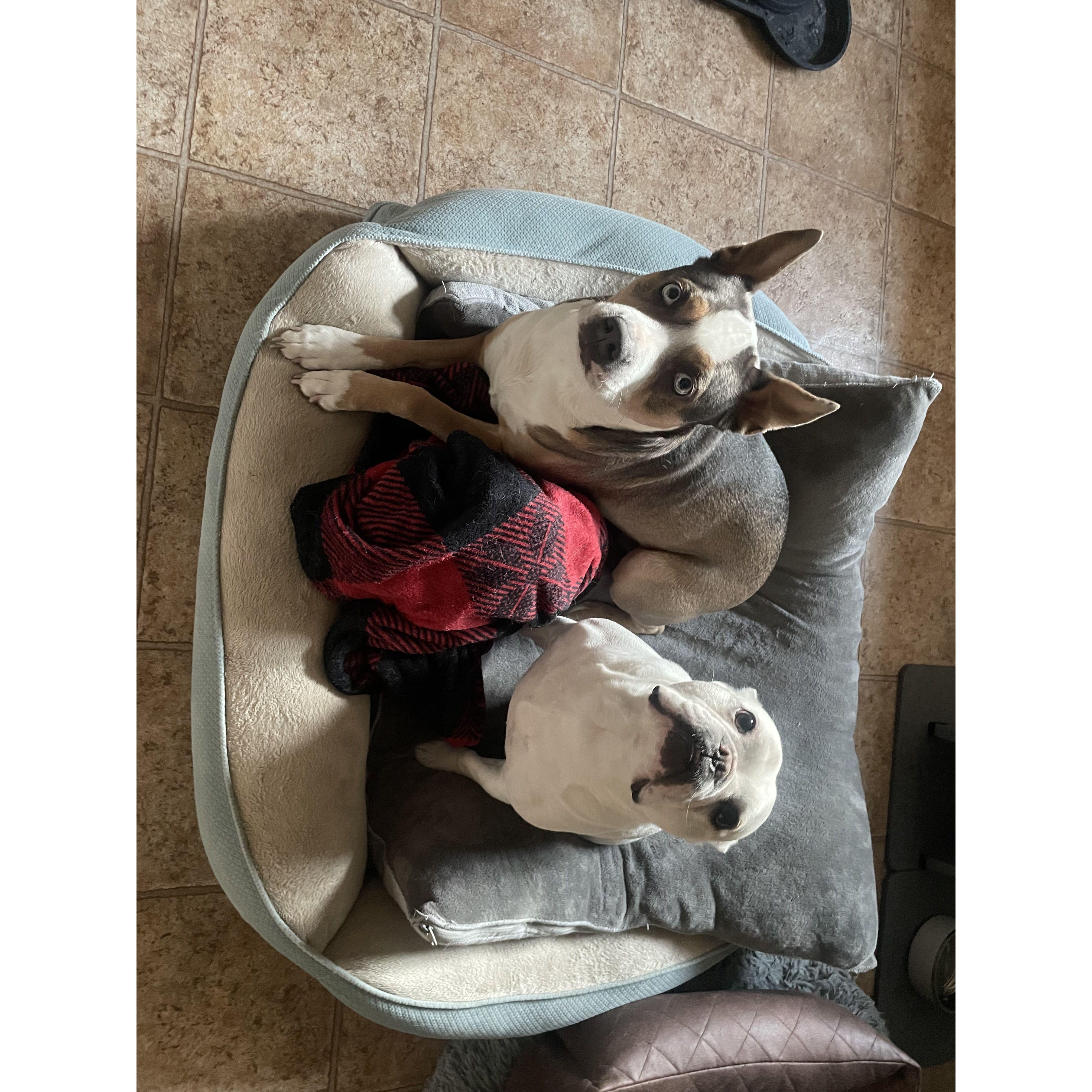 More of our fur babies