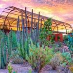 Desert Botanical Garden