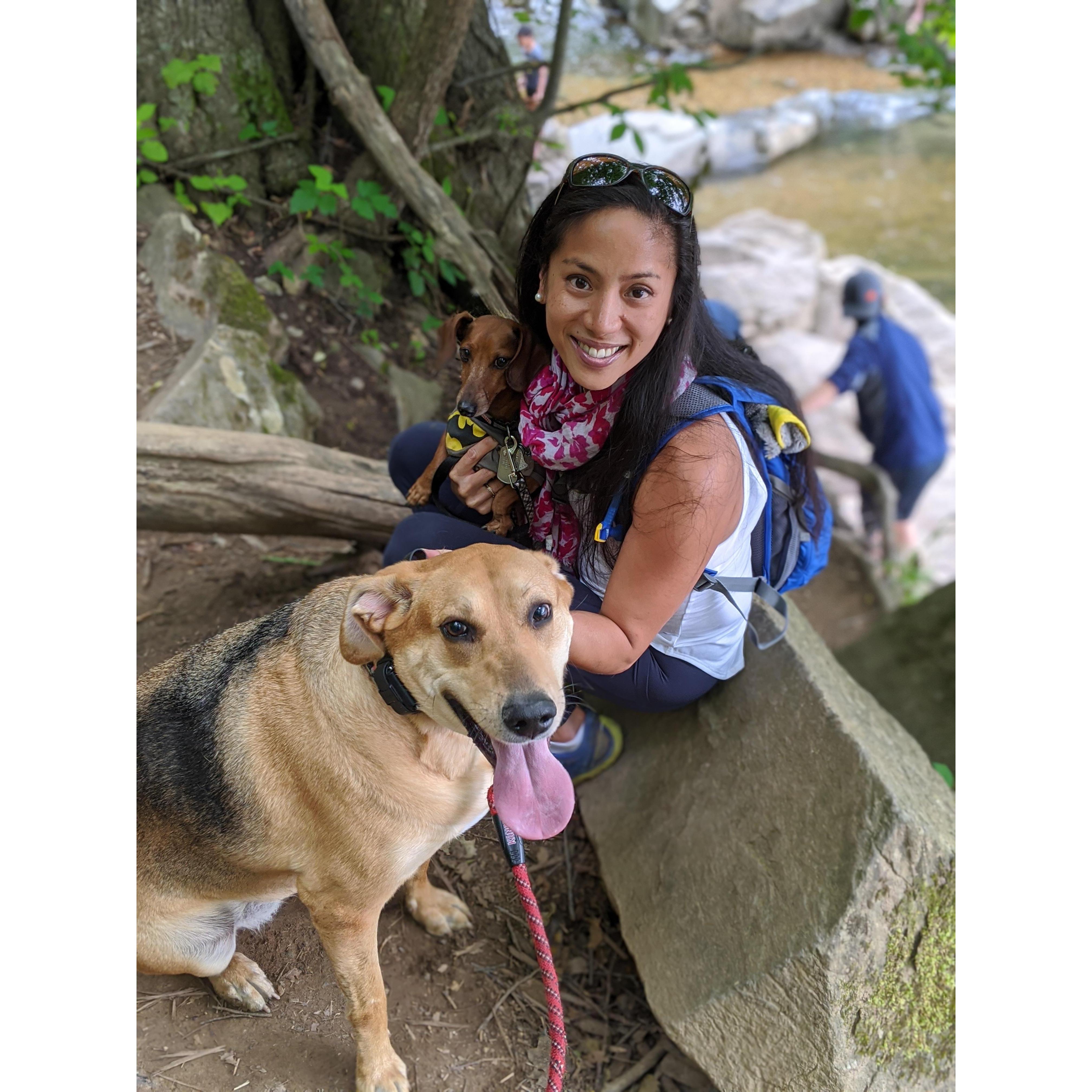 Our first hike together with the pups at Scott's Run Nature Preserve in Virginia