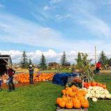 Sweet Pickins' Pumpkin Patch