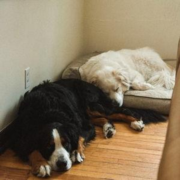 Roo & Grimm Toy Fund