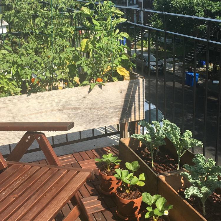 Our first balcony garden. We grew kale, tomatoes, strawberries, peppers, and a bunch of herbs!