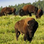 Custer State Park Wildlife Loop Road