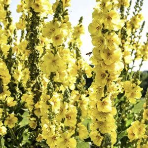 Mullein Seeds, Common